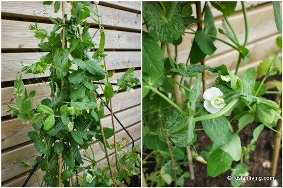 Snow Pea Plant growing with White Flower