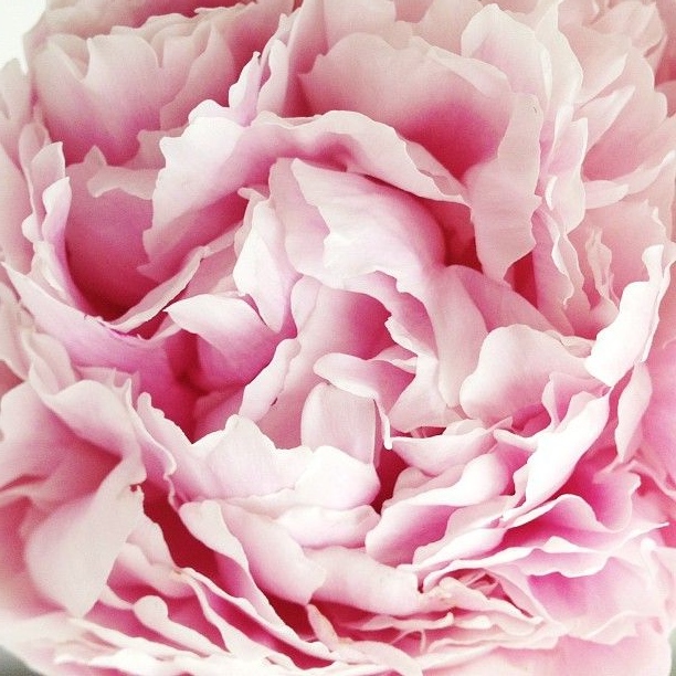 fieldnotes from catie how to say peony (&) the ten most beautiful