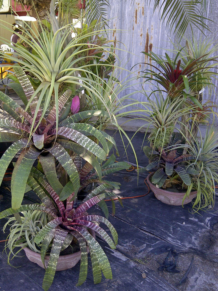 The Rainforest Garden Acres of Bromeliads at the Tropiflora Fall Festival