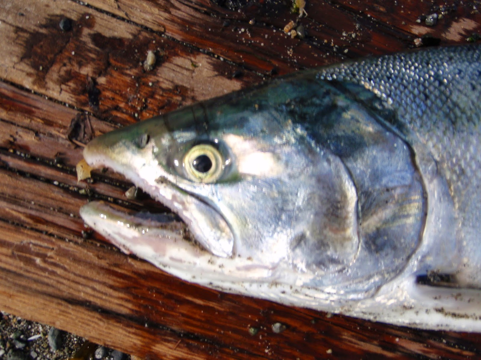 washington fly fishing The Waxing Gibbous Moon