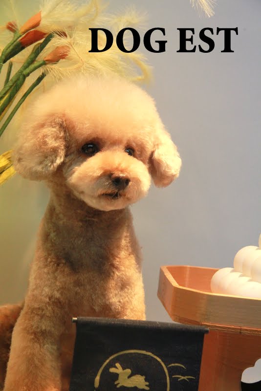 Dog Est Blog プードルのアフロカットと大きなお耳カット