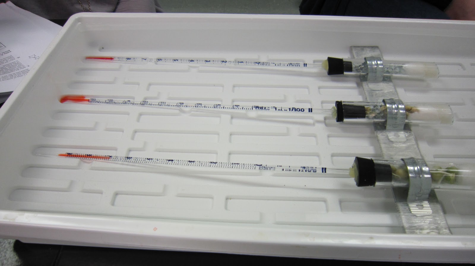 How is the rate of cellular respiration measured?