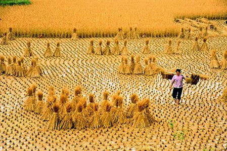 Ảnh đẹp làng quê Việt Nam Ảnh đẹp làng quê Việt Nam