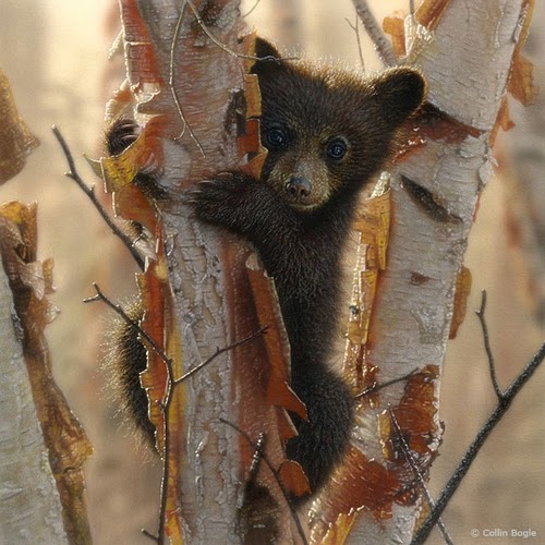 16-Black-Bear-Cubs-2-Collin-Bogle-Animal-Wildlife-in-Art-www-designstack-co