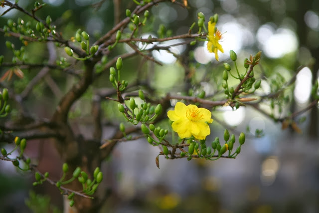 Mai vàng sắc xuân đón chào tết năm mới