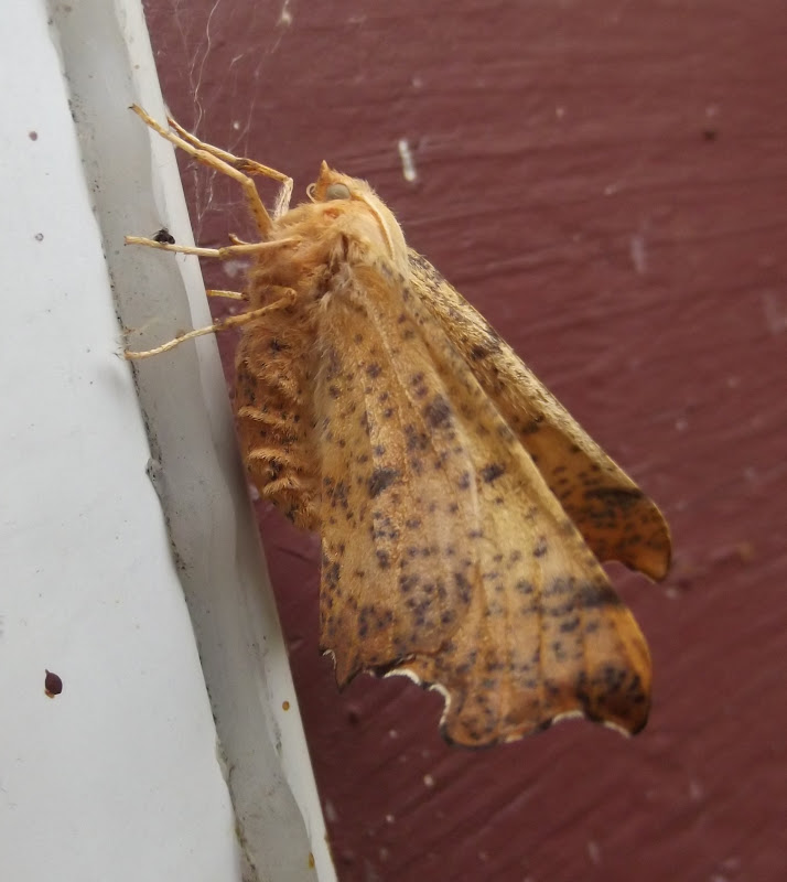 In The Garden Fall Moths