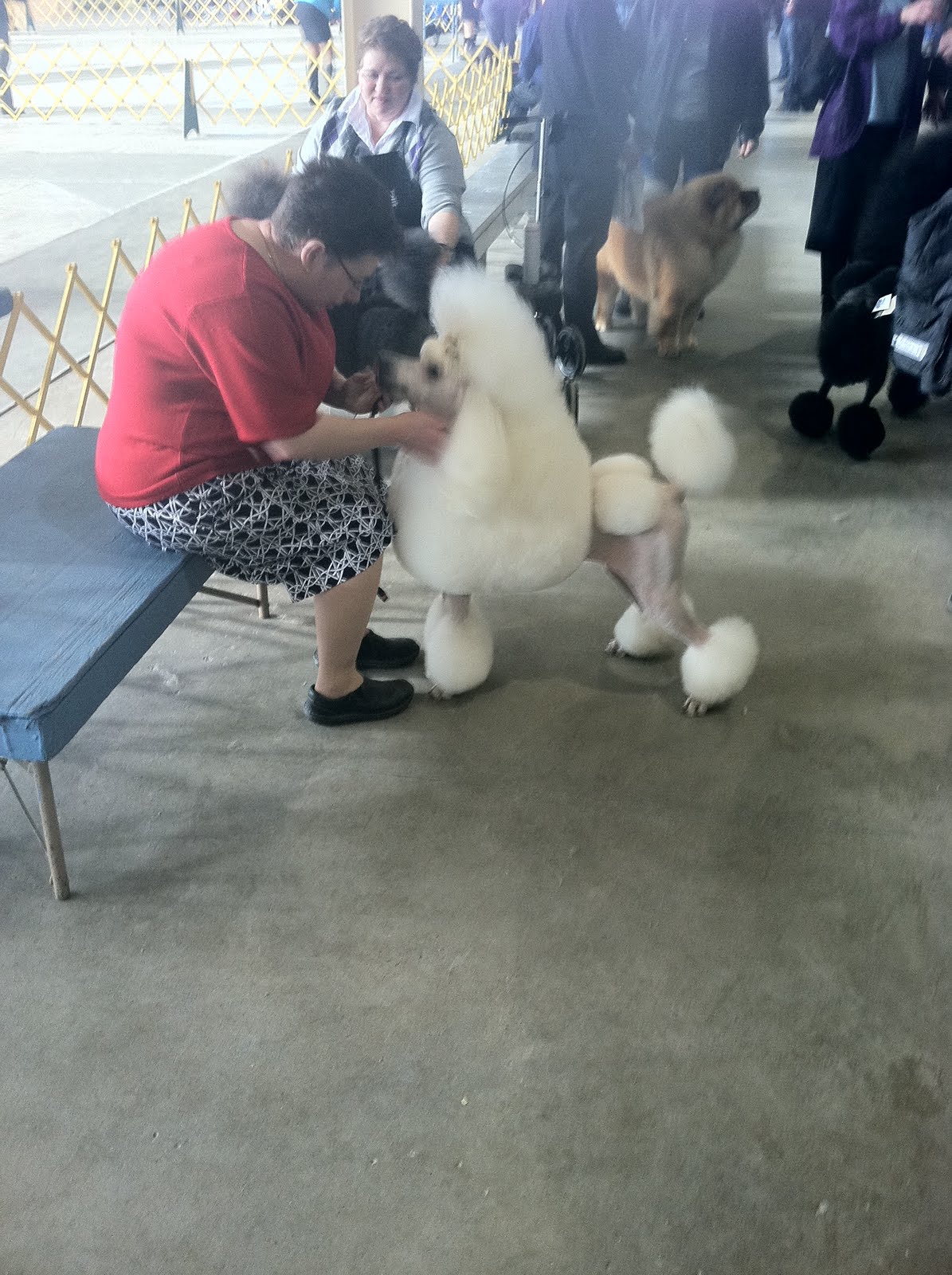 Des Moines Kennel Club Matt Lautner Cattle