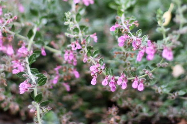 A Year In The Garden Top Ten