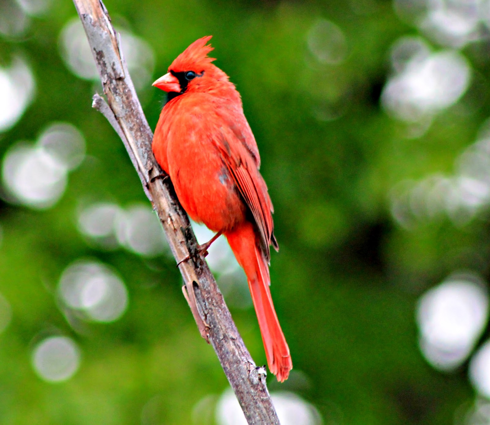 DelGal's Adventures In Photography Camera Critters The "Red Jay"