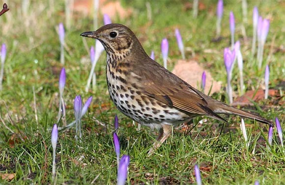 Résultat d’images pour une grive oiseaux