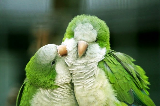 30-love-parrot-bird-photography.preview.jpg