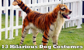 Funny dog cartoon 