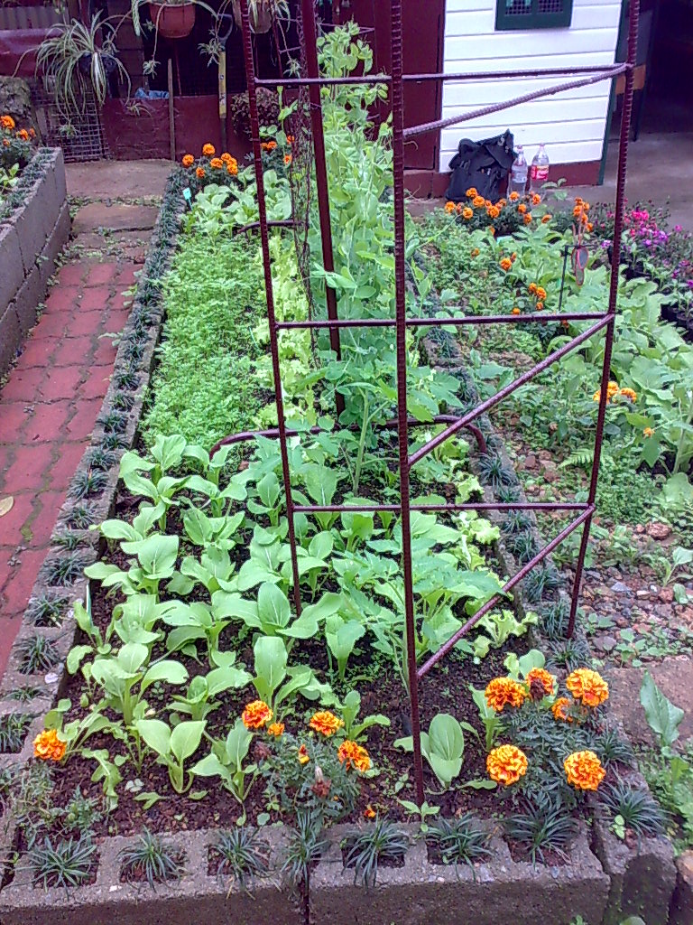Backyard Gardening: Companion Planting