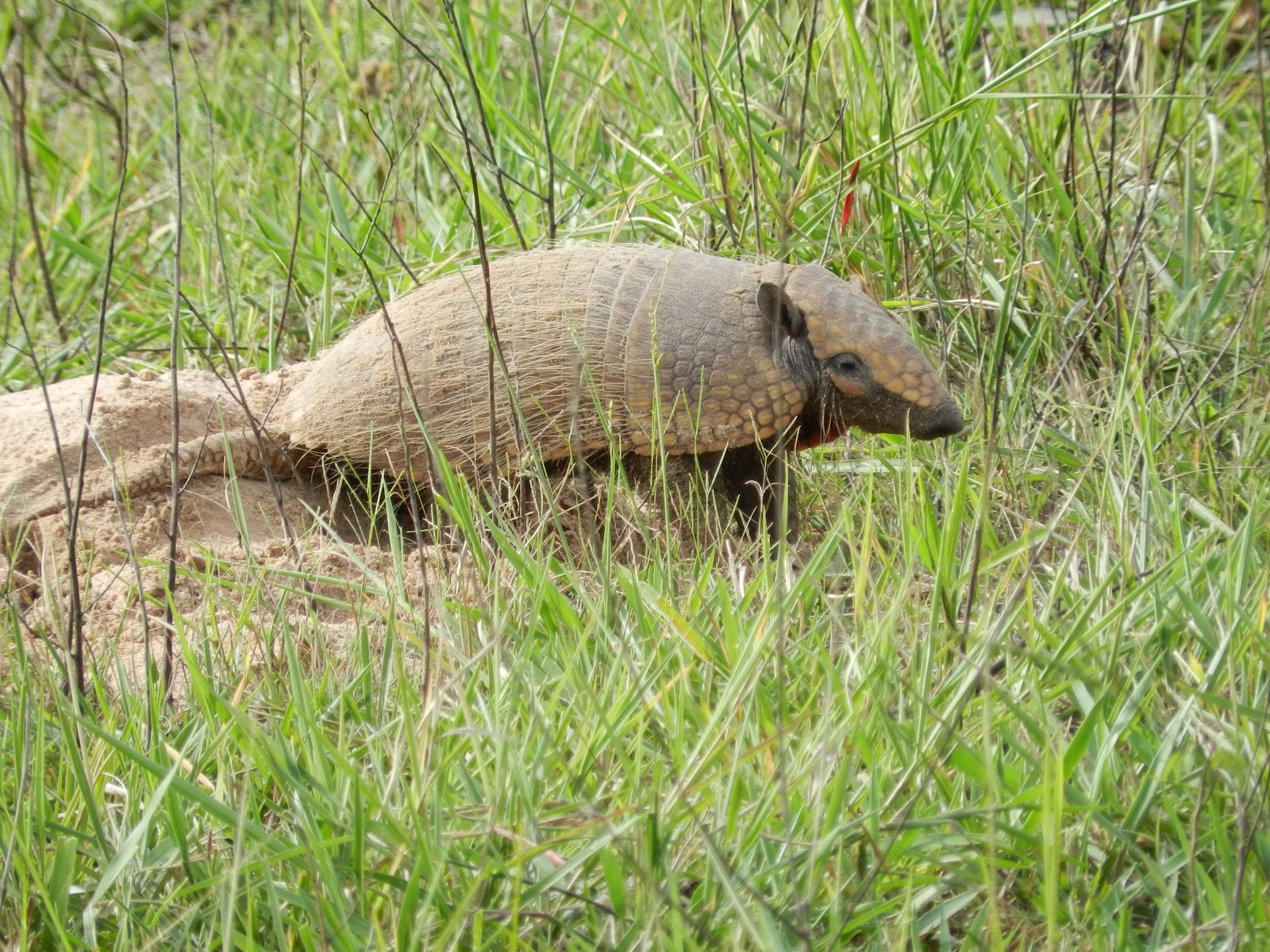 Brazil Nature Tours BNT Pantanal through the lens of a wildlife