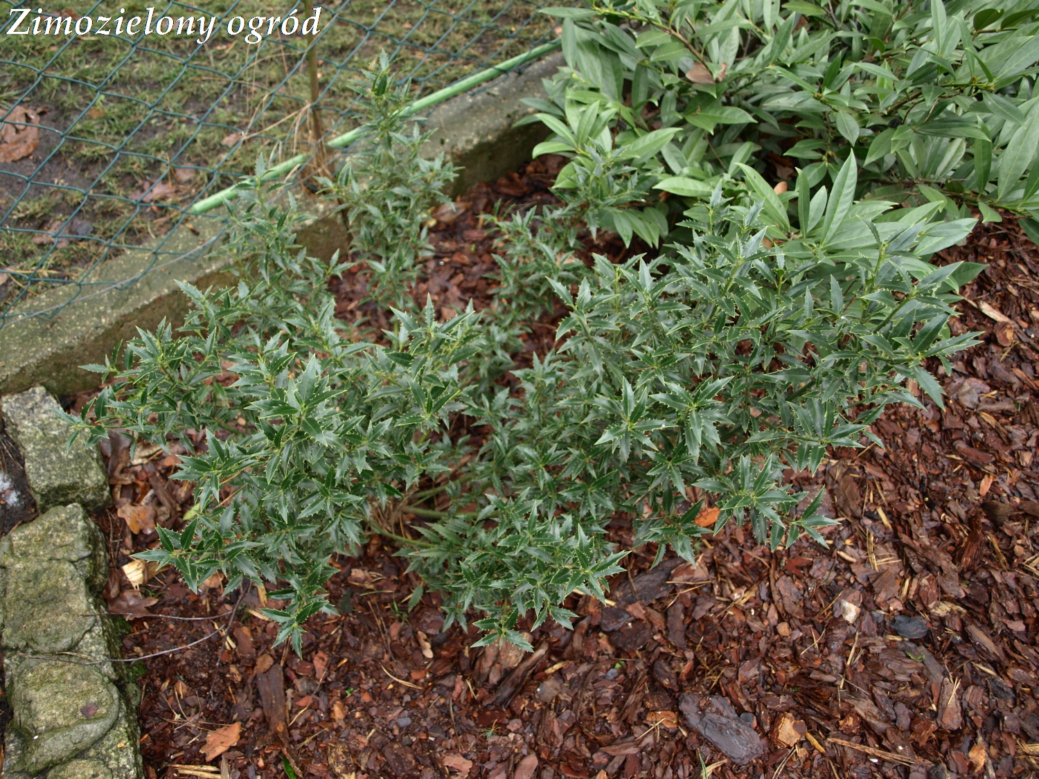 Zimozielony Ogrod Stycznia 2016