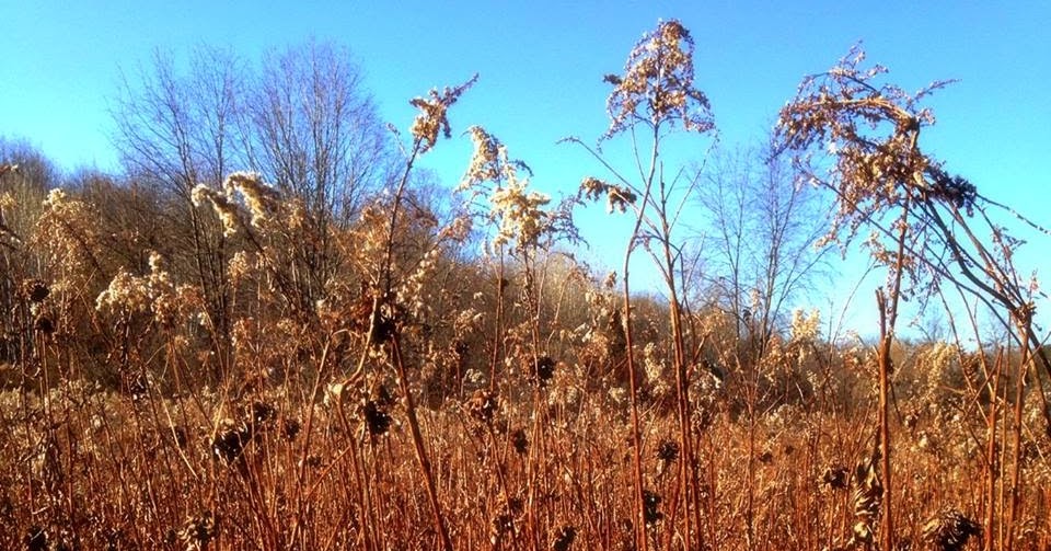 when love comes to town And the trees shall clap their hands...