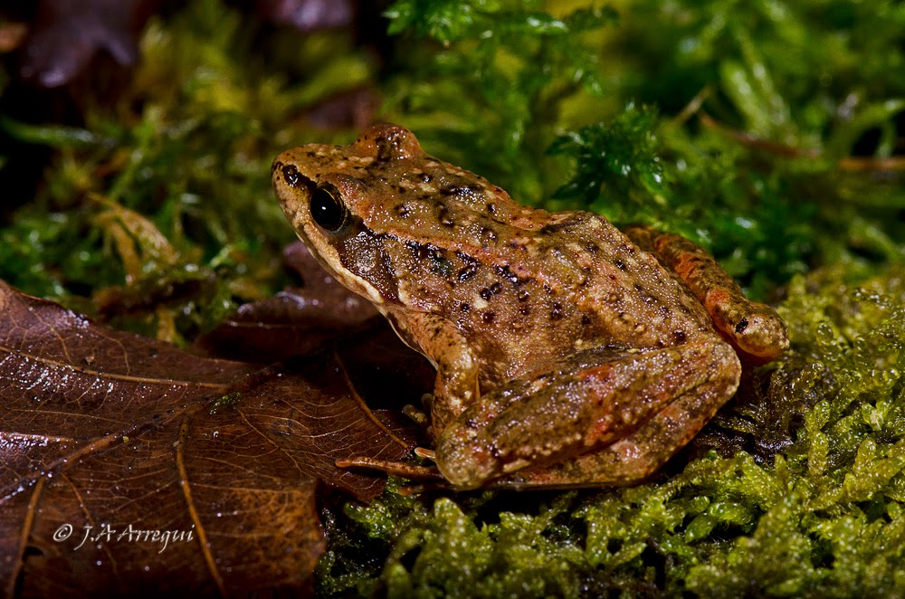 Rana patilarga, Rana iberica, Iberian frog Rana patilarga, Rana iberica, Iberian frog