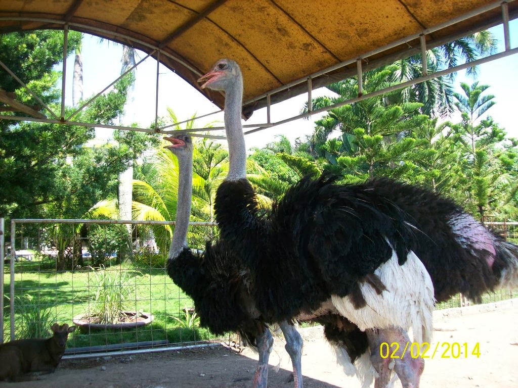 Statue of David All About Davao City