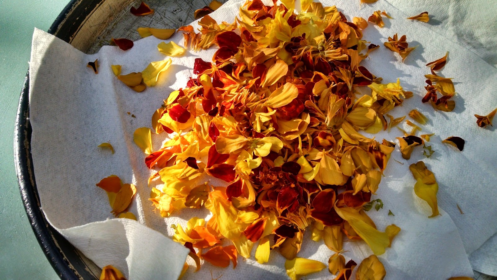 What's Going On... How to Dehydrate Marigold Petals
