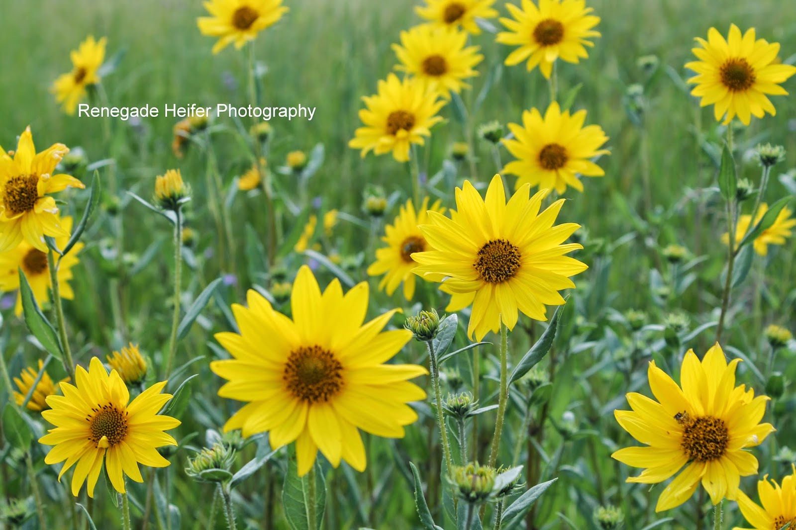 Yellow Flowers Many Horizontal Jpg Photo Name Sunny Yellow Prairie Flower Close Up