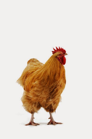 sweetest breeds blueridgepetcenter buff orpingtons chicken breed information pictures sweetest breeds blueridgepetcenter buff orpingtons chicken breed information pictures