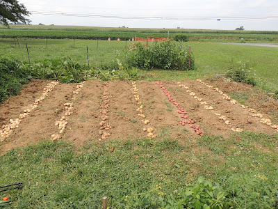 Potato Harvest Potatoes in the Field