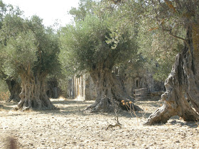 Rolf Im Spatsommer Und Herbst 2013 Auf Naxos Eine Fahrt In Den