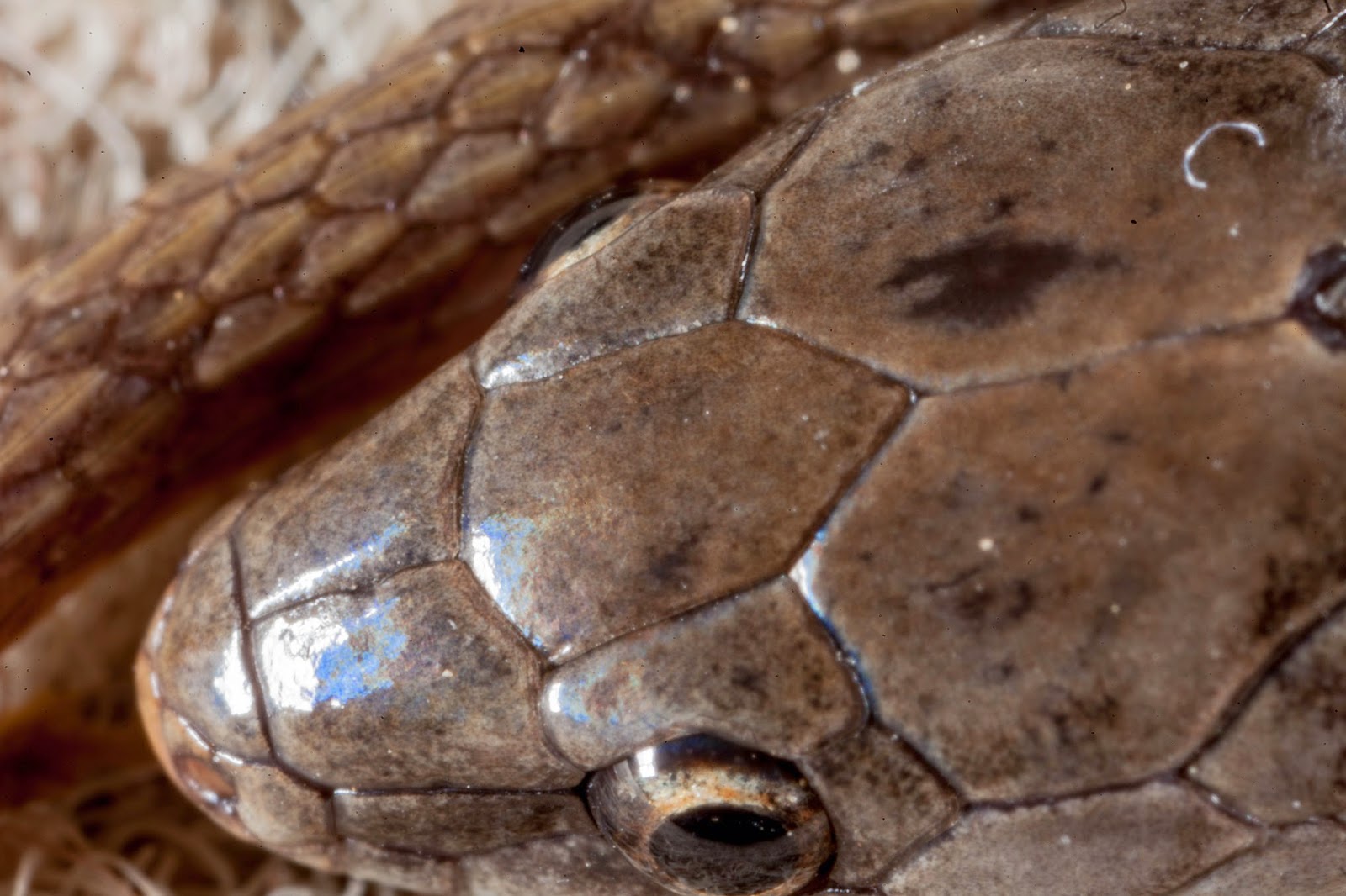 JaredDavidsonPhotography Smooth Earth Snake photographs