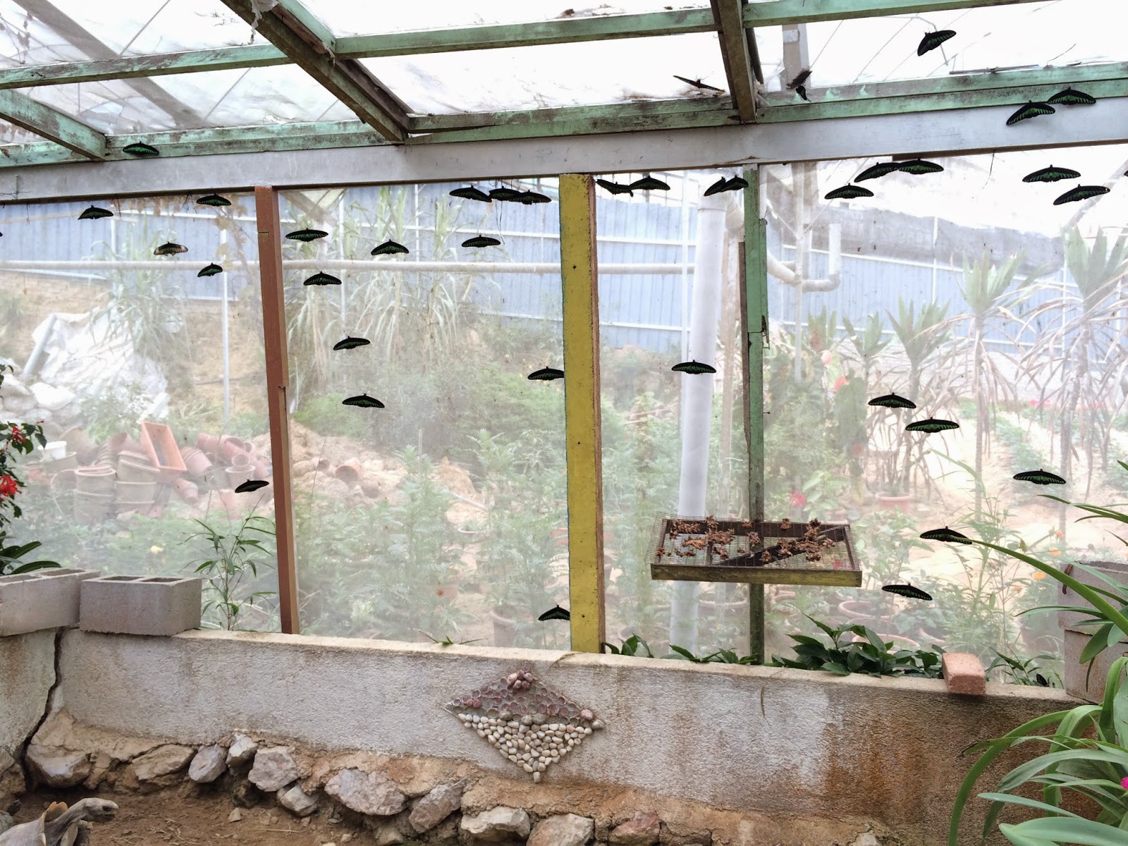 Butterfly Garden Cameron Highlands Malaysia Travel is my favorite Sport