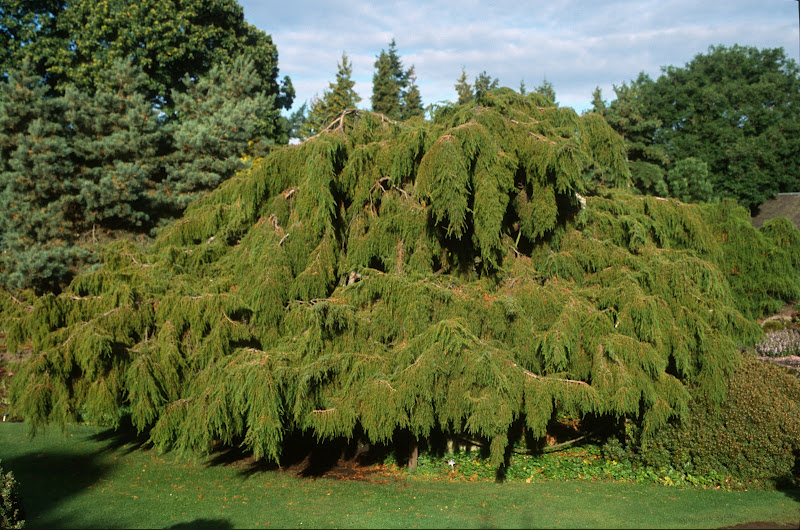 Juniperus rigida �Pendula� Растения, Оранжерея