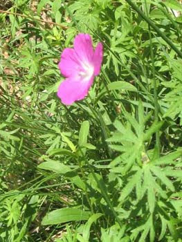 Geranium sanguineum (Sanguinaria)