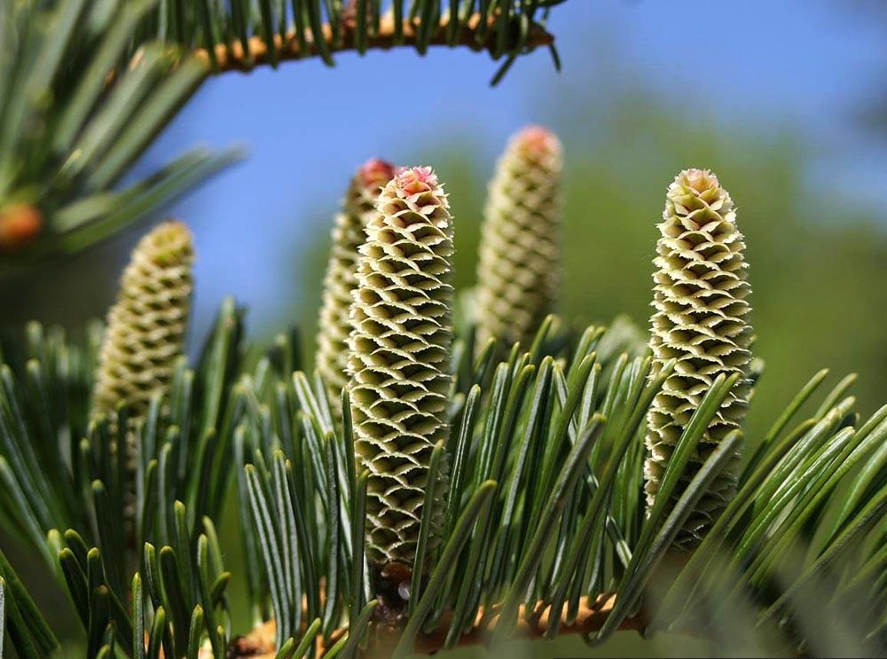 Trees Abies Grandis Grand Fir