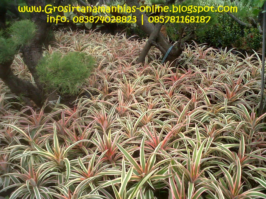 Nanas merah | Ananas sp tanaman hias | Toko tanaman hias | Tukang taman