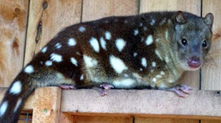 quoll quolls years survived forty hundred since those sighting abc beware