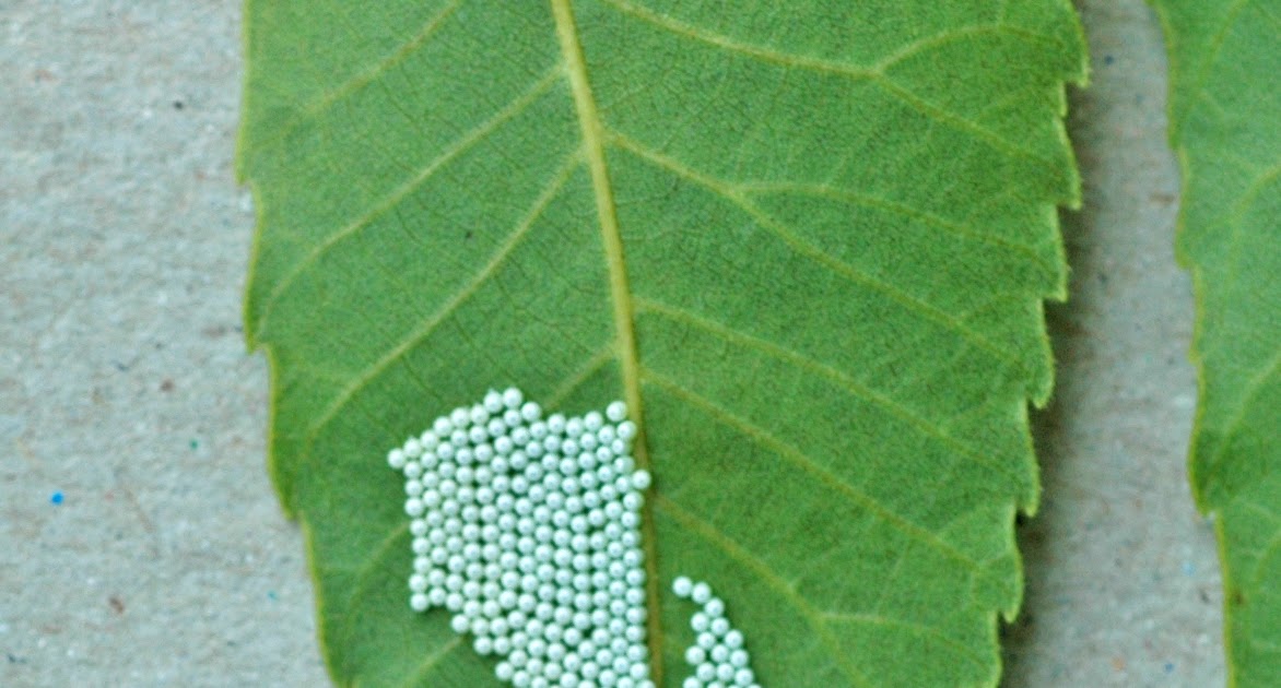 Northern Pecans Walnut caterpillar eggs
