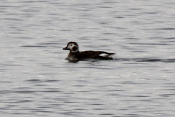 Long-tailed Duck