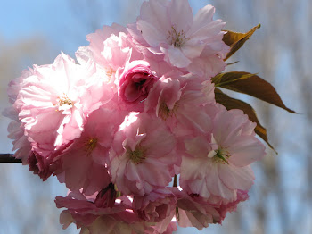 apple blossoms