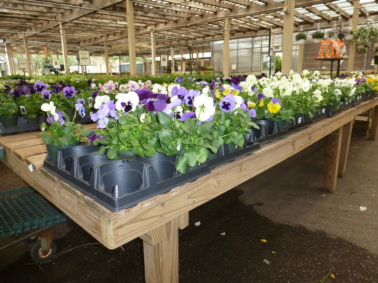 Jarvis House Martin Viette Nurseries a Place for Gardeners