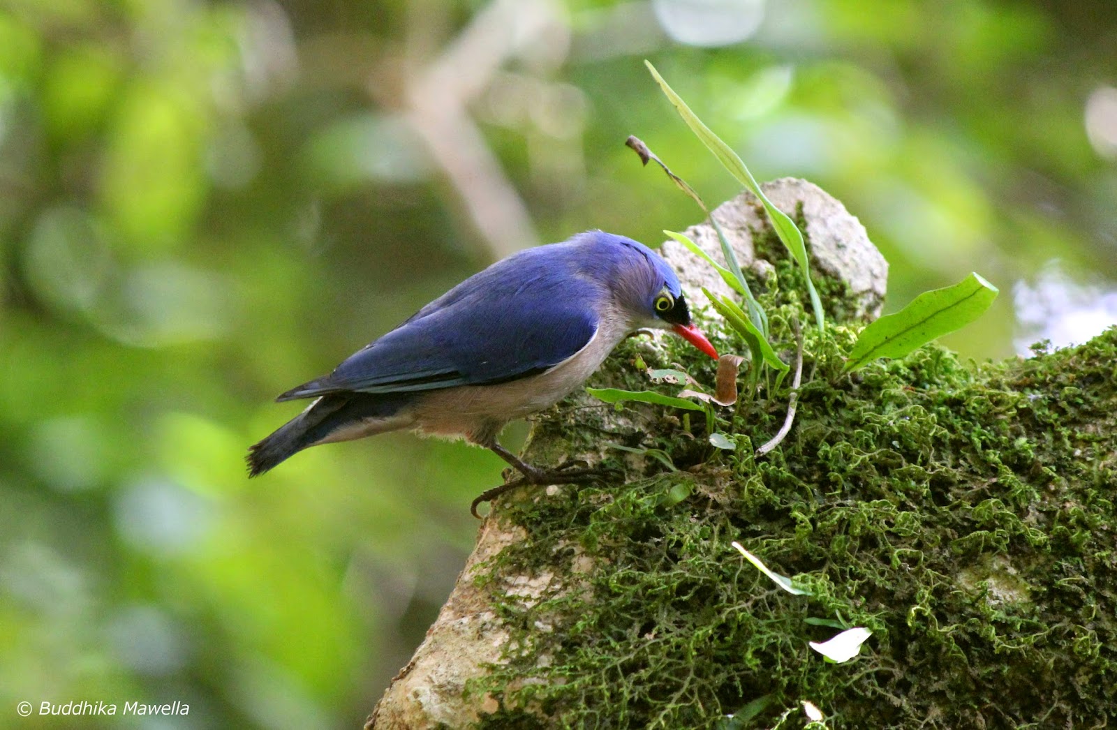 Perawatan Burung Rambatan Agar Cepat Gacor Jbbkicau