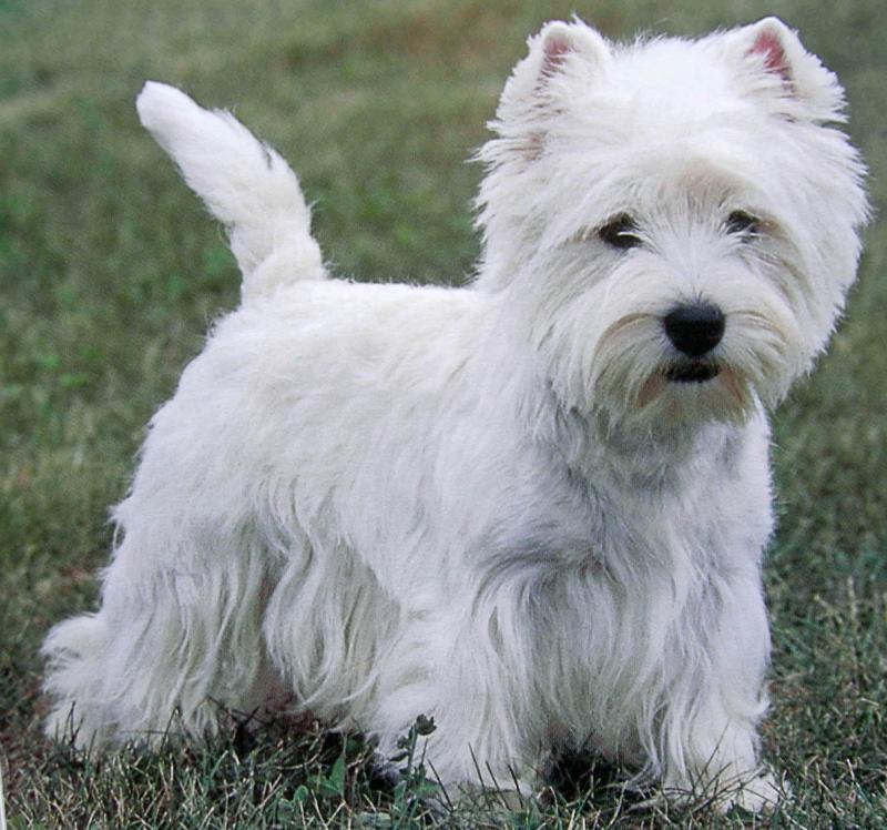 Psi Świat Rasa 2 west highland white terrier
