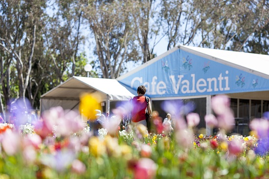 [Image: le-hoi-hoa-nuoc-Uc-6.jpg]