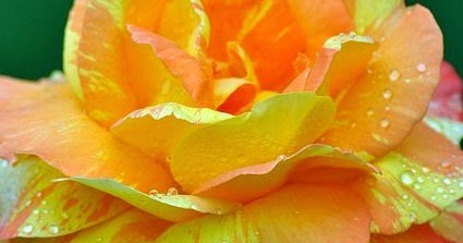 ~Hybrid Tea Rose | Dreaming Gardens