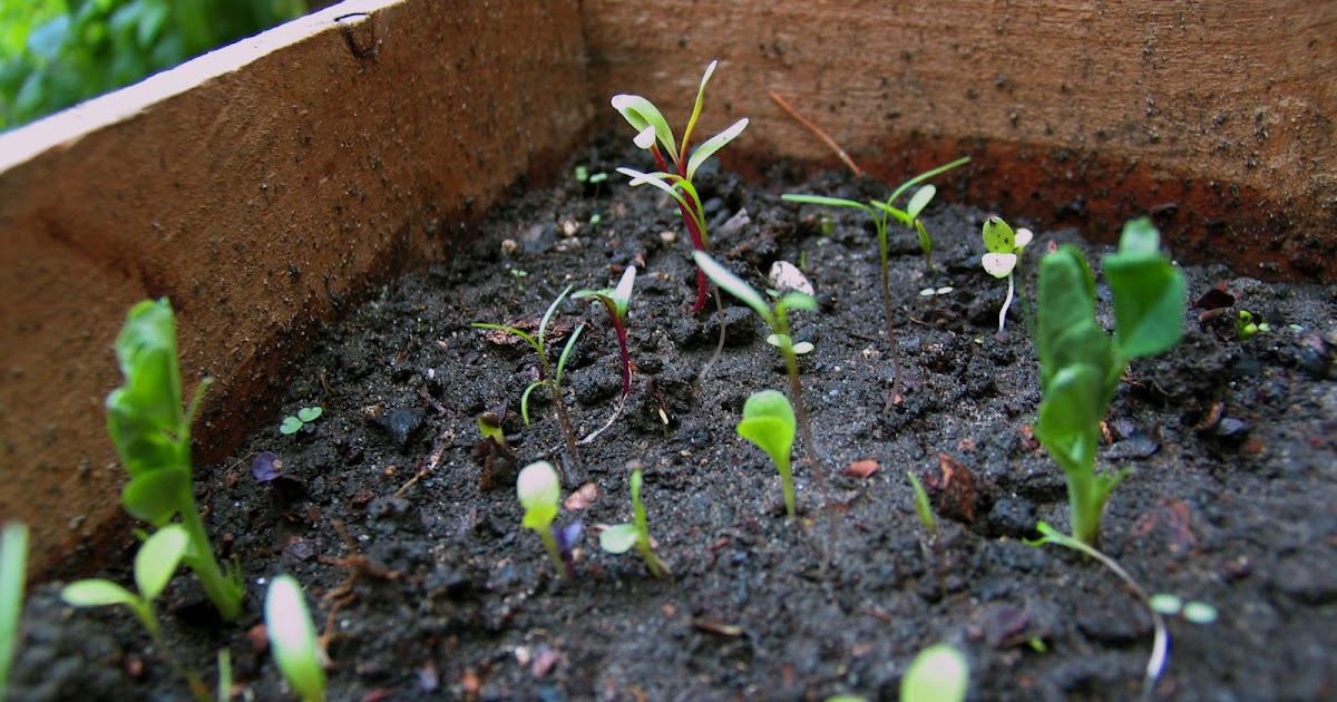 The Impulsive Gardener Salad Box