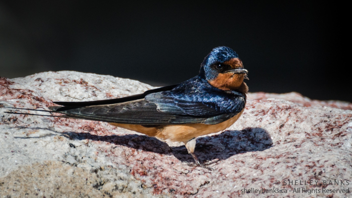 Prairie Nature Barn Swallows In Grasslands National Park