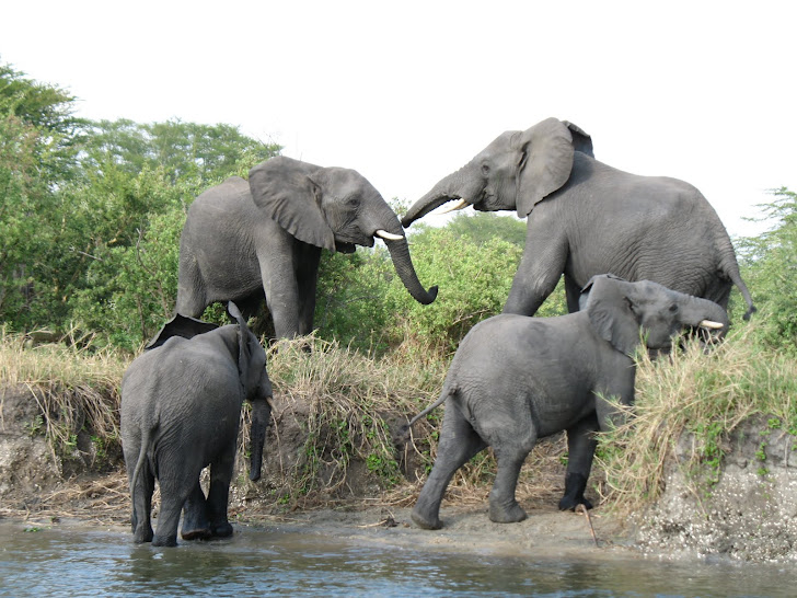 Young Elephants Duel With Each Other