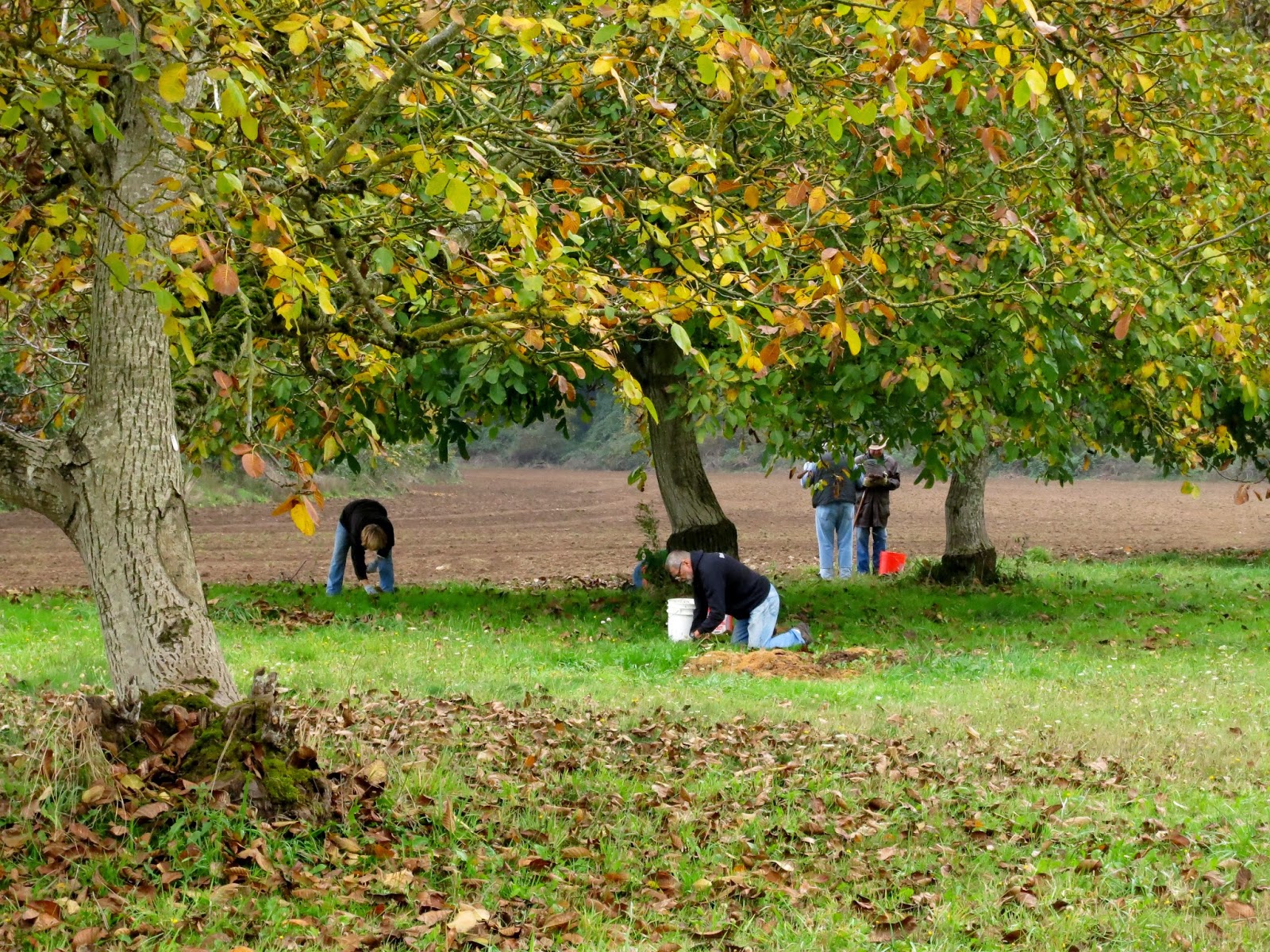 Pacific Northwest Seasons Down on the Farm Willamette Valley Walnut