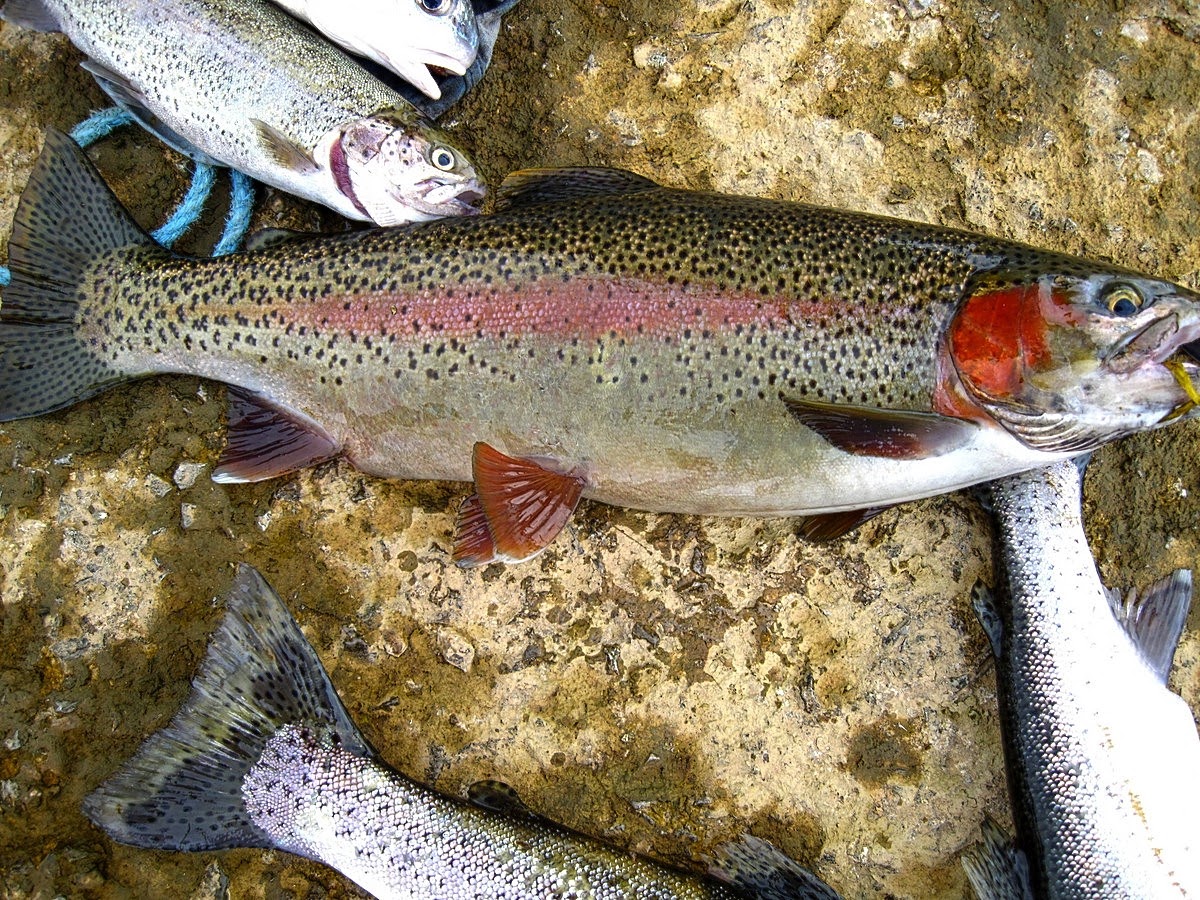 Gary's Outdoor Wanderings2 TROUT AT LAST
