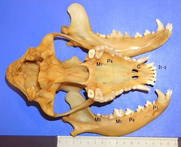 環世界の窓から イヌの歯から考えるトリボスフェニック型臼歯