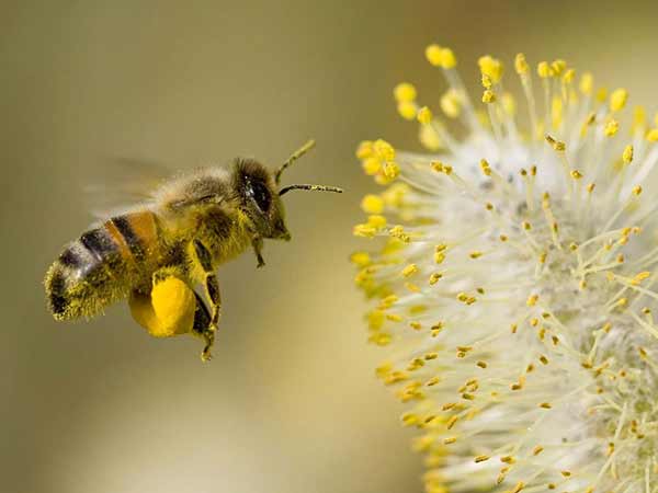 Honey Bees Pollen