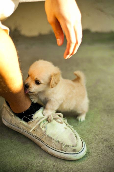 Cute Baby Golden retriever puppy So cute